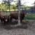 5 Red Angus Bulls 19 thumbnail