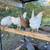 laying hens 1 thumbnail