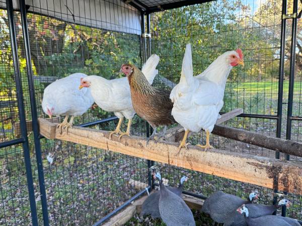 laying hens 1
