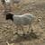 Sheep & Goats 13 thumbnail
