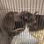 Feeder Rats available 1 thumbnail