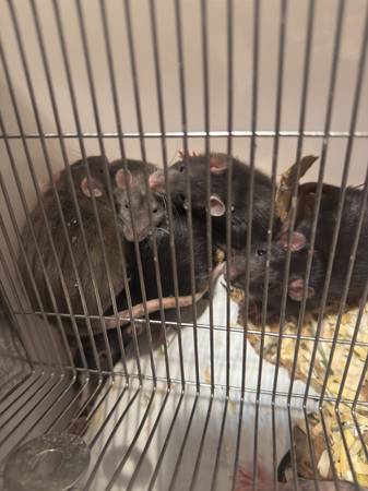 Ratas para alimentación disponibles (Kennewick)