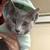 2 not so tiny kittens 2 thumbnail