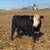 220 Bred Heifers 16 thumbnail