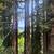 Build-Ready Redwood Retreat — Los Gatos Mountains 6 thumbnail