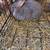 Rabbits 2 thumbnail