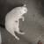 Older cat 2 thumbnail