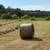 Cow hay for sale 2025 1 thumbnail