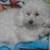 Bichon 2 thumbnail