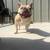 AKC Male Urajiro French Bulldog 10 thumbnail