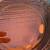 TWO Pyrex Pie Baking Dishes #229 purple amethyst tint with a glossy pressed-glas 3 thumbnail