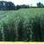 All Types of Hay for Sale - Delivery Available 7 thumbnail