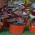Succulents (Low Prices, Many Varieties) 2 thumbnail
