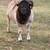Borrego Dorper 6 thumbnail