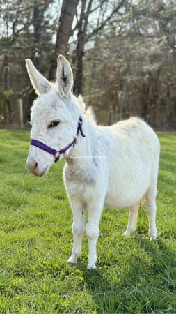 mini donkey 1