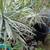 Dracaena is a popular plant with long, slender green leaves 6 thumbnail