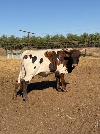 Bull 1