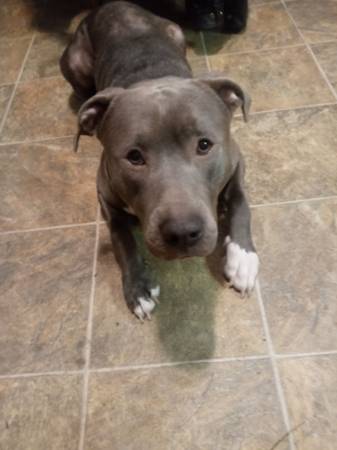 Free to good home with land (Gouverneur)63697816709251121