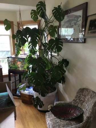 Monstera 1