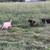Nigerian Dwarf Buck Goats – 5 Available 6 thumbnail