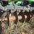 Disk Chisel - John Deere 714 7 thumbnail