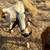 Boer Buck 2 thumbnail