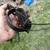 Steel leghold traps 3 thumbnail