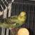 Young female budgies 3 thumbnail
