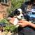 Cavalier King Charles Spaniel 3 thumbnail