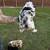 Mini Australian Shepherd 8 thumbnail