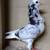 Beautiful Capuchine Fancy Show Pigeons - Please Read Description 11 thumbnail