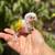 Conures $250 each 6 thumbnail