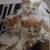 Free kittens 2 thumbnail