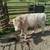 Charolais Yearling Bull 4 thumbnail
