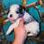 Spaniels 1 thumbnail