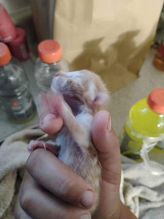 Ayuda de emergencia en Ocala, hallaron un gatito anoche (Ocala)63687883387395121