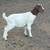 Goats for sale 3 thumbnail