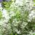Fringe tree -Chionanthus virginiacus 1 thumbnail