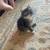 adorable kittens with unique markings 10 thumbnail