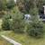 Spruce Trees 2 thumbnail