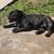 Pocket Bully (re-homing Fee only ) 3 thumbnail