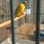 Green Cheek Conure 3 thumbnail
