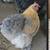 ISO These chicken breeds!! 3 thumbnail