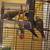 Rehoming 4 Conures 8 thumbnail