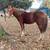 Paint mare 1 thumbnail