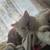1 1/2 year old male persian cat 5 thumbnail