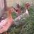 Ducks, Drakes 3 thumbnail