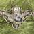 Antique Ornate 3 Arm Brass Wall Sconce Fixture 12 thumbnail
