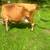 Bred Jersey cow 2 thumbnail
