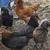Laying pullets 10 thumbnail